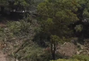 Derrubada de árvores na Lapa, Zona Oeste de SP, causa protesto, bate-boca e presença da GCM no Bosque dos Salesianos