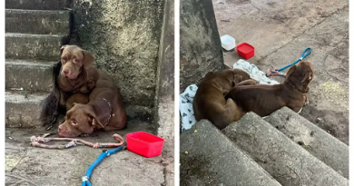Pit bulls são encontrados sozinhos no Parque Burle Marx