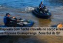 Capivara com flecha cravada no corpo é resgatada ZS-SP